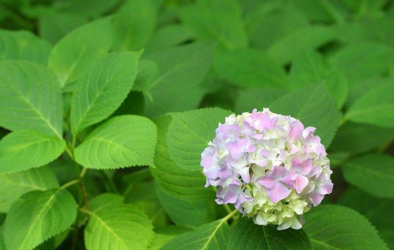 八仙花种类有哪些「八仙花种类有哪些图片」