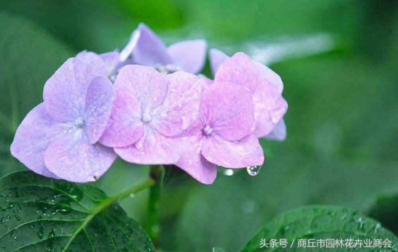 八仙花花期多长时间开花「八仙花花期多长时间开花啊」