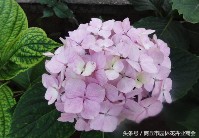 八仙花花期多长时间开花「八仙花花期多长时间开花啊」