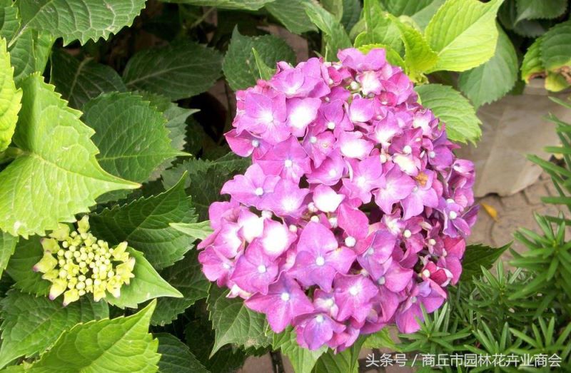 八仙花花期多长时间开花「八仙花花期多长时间开花啊」