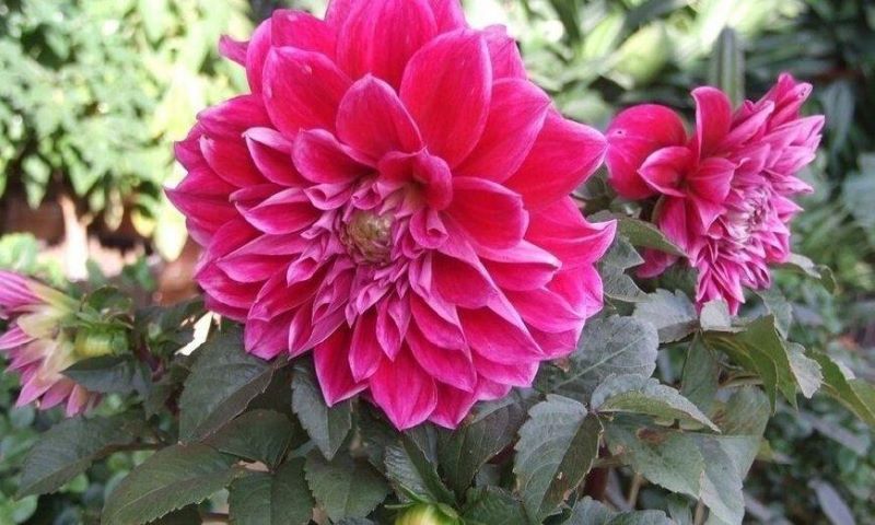 八月什么花开放时间「八月什么花开放时间最长」