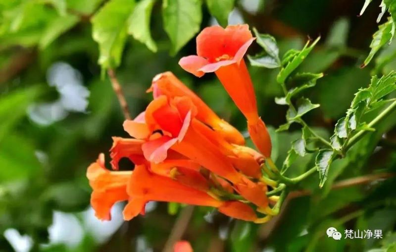 八月份开的花有什么「八月份开的花有什么花」