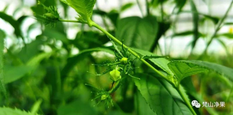 八月份开的花有什么「八月份开的花有什么花」