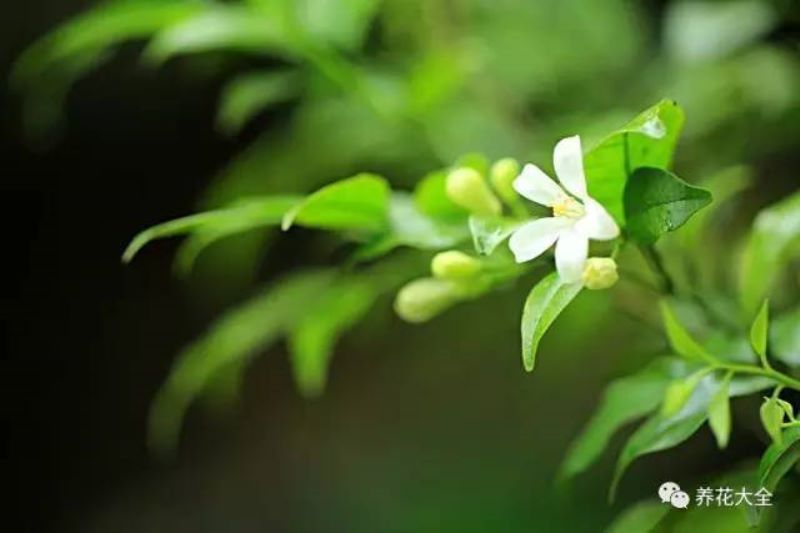 八种适合放室内的驱蚊植物「八种适合放室内的驱蚊植物有哪些」