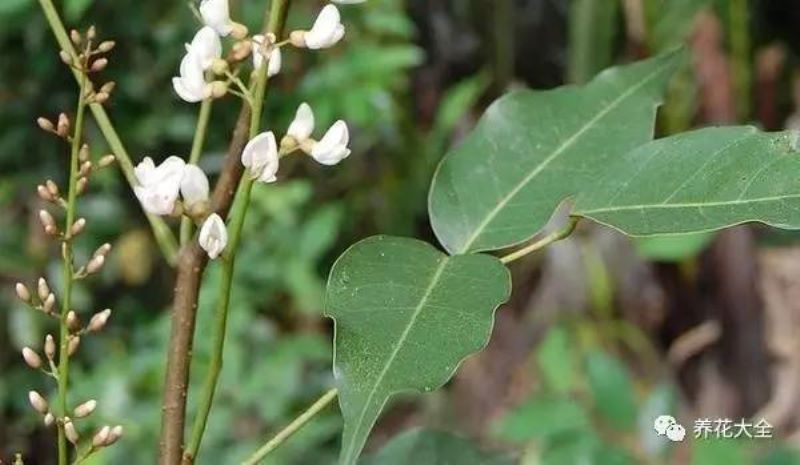 八种适合放室内的驱蚊植物「八种适合放室内的驱蚊植物有哪些」