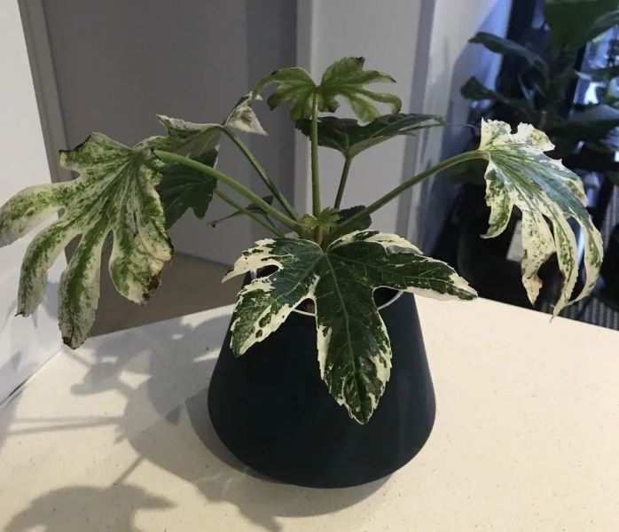 八角金盘开花吗「八角金盘开花吗-」