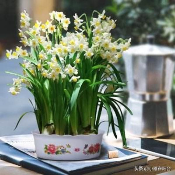 关于水仙花的知识有什么「关于水仙花的知识有什么」