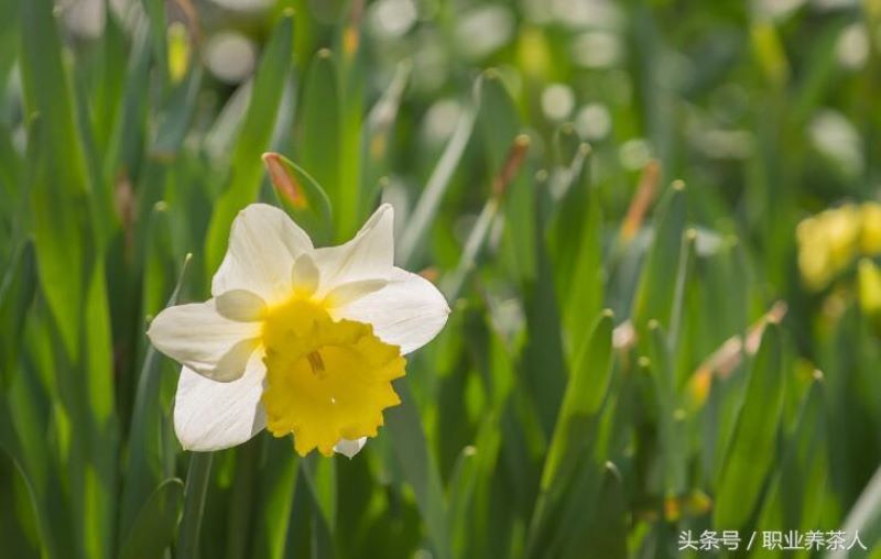 关于水仙花的科普知识「关于水仙花的科普知识资料」