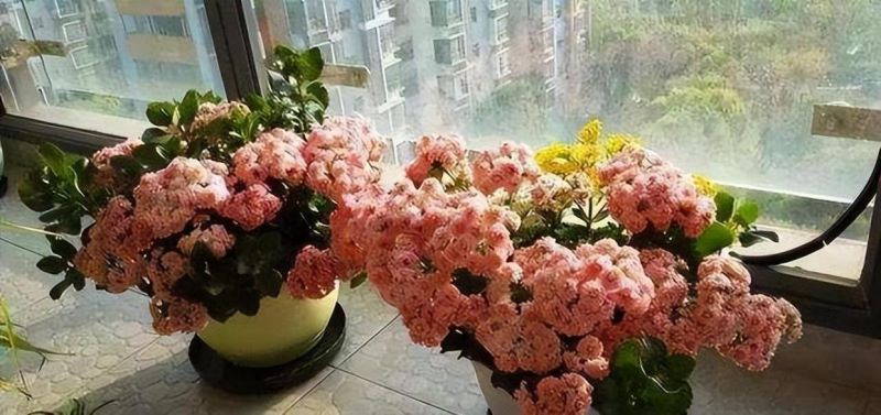 冬天室内养什么花「冬天室内养什么花好」