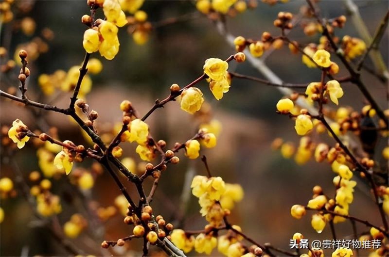 冬天开什么花有哪些「冬天开什么花有哪些花开」