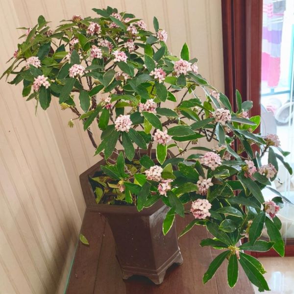 冬天开花的木本植物有哪些「冬天开花的木本植物有哪些品种」