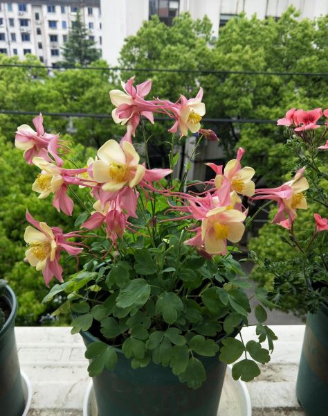 冬天开花的盆栽有哪些「冬天开花的盆栽有哪些品种」