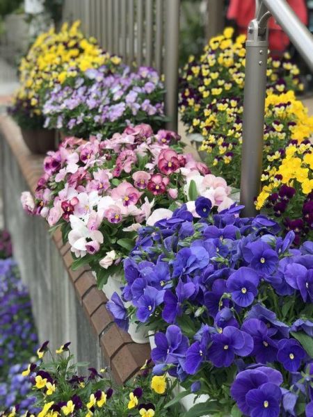 冬天开花的盆栽有哪些「冬天开花的盆栽有哪些品种」