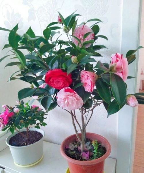 冬天开花的盆栽有哪些「冬天开花的盆栽有哪些品种」