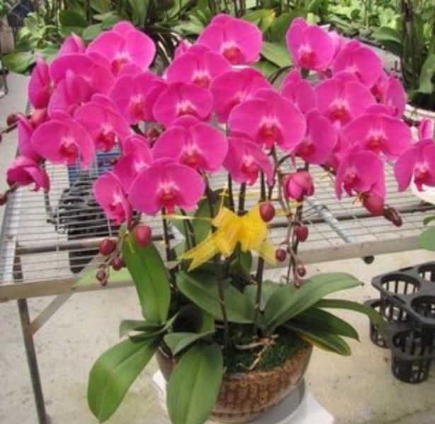 冬天盛开的花朵有哪些「冬天盛开的花朵有哪些(名字)」_1