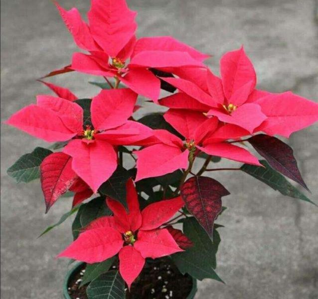 冬天盛开的花朵有哪些「冬天盛开的花朵有哪些(名字)」_1
