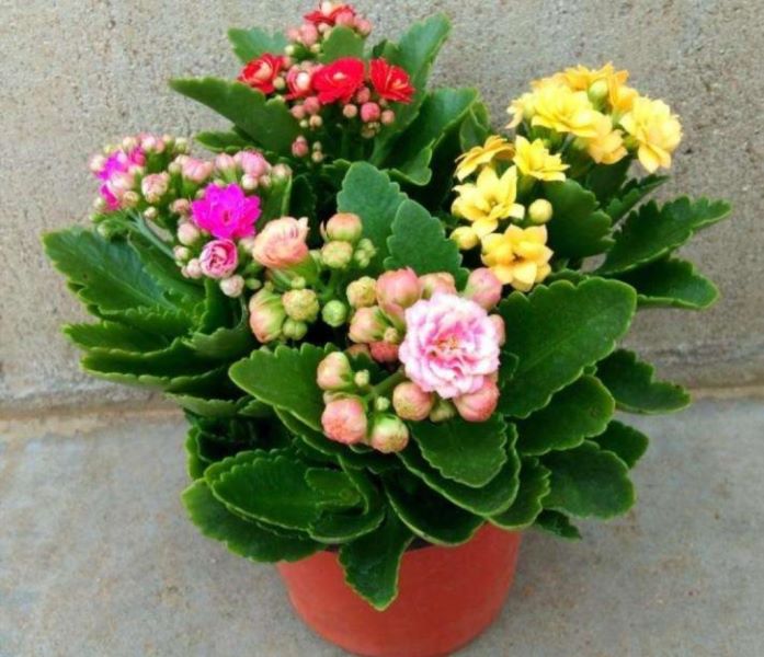 冬天盛开的花朵有哪些「冬天盛开的花朵有哪些(名字)」_1