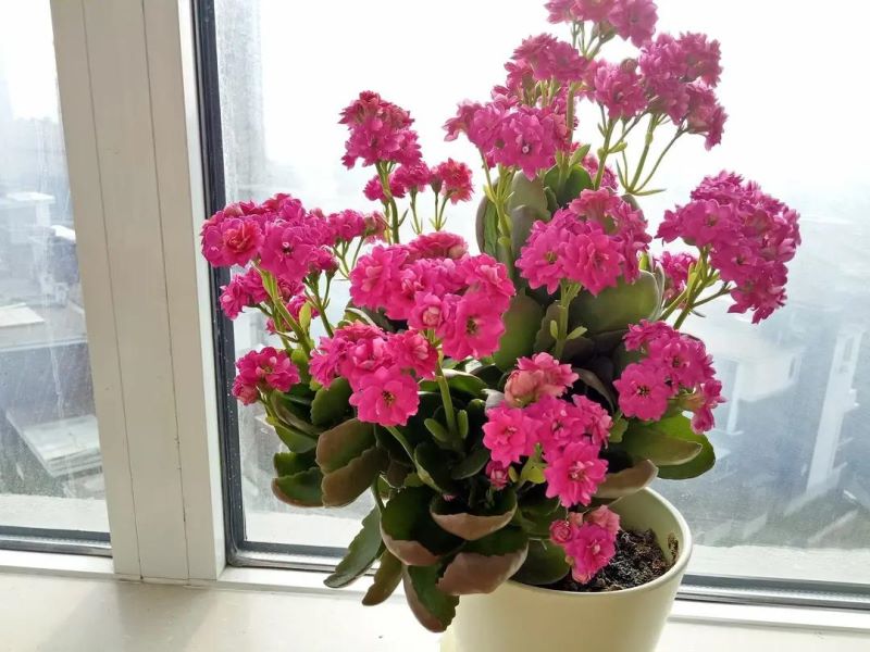 冬天适合养的花有哪些「冬天适合养的花有哪些品种」