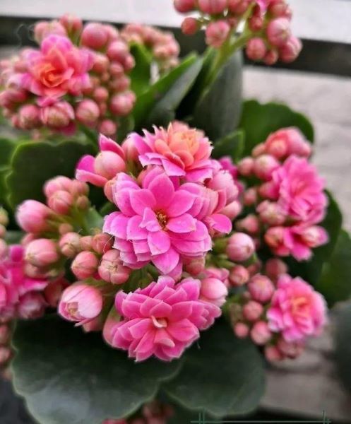 冬天适合养的花有哪些「冬天适合养的花有哪些品种」