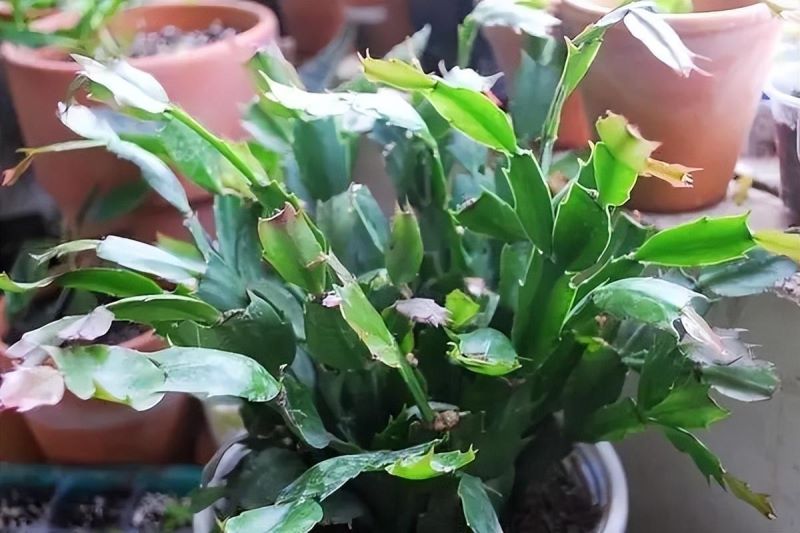 冬天适合养的花有哪些「冬天适合养的花有哪些品种」
