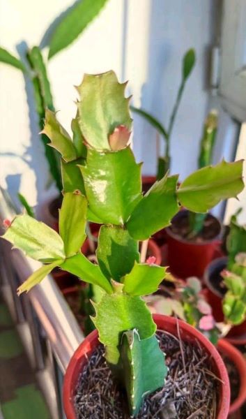 冬天适合养的花有哪些「冬天适合养的花有哪些品种」