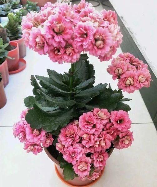 冬天适合养的花有哪些「冬天适合养的花有哪些品种」
