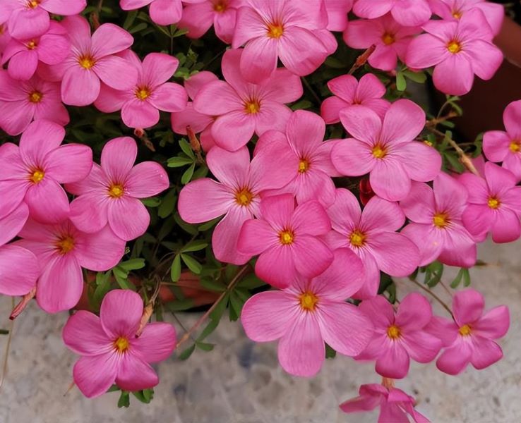 冬天适合养的花有哪些「冬天适合养的花有哪些品种」