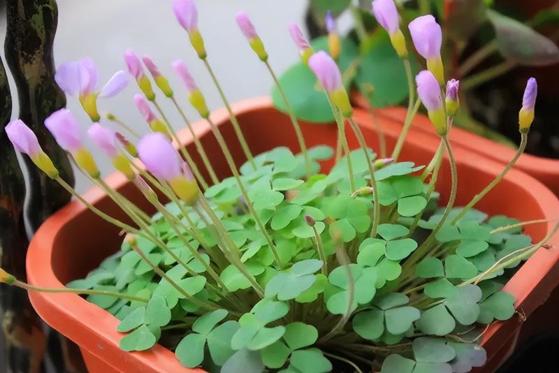 冬天适合养的花有哪些「冬天适合养的花有哪些品种」