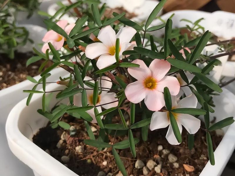 冬天适合养的花有哪些「冬天适合养的花有哪些品种」