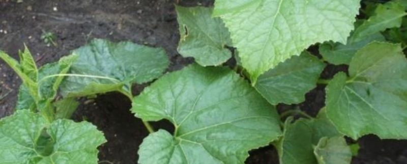 冬瓜如何种植「冬瓜如何种植方法」