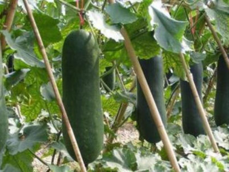 冬瓜如何种植「冬瓜如何种植方法」