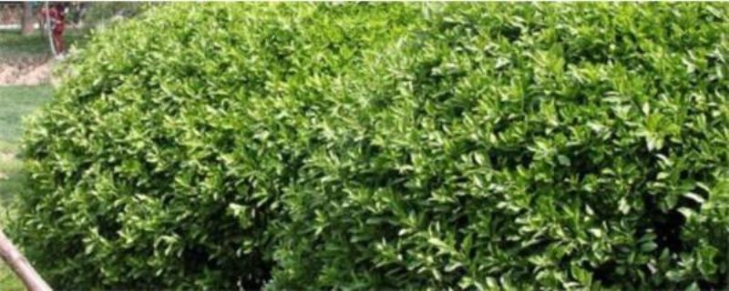 冬青什么时候种植「冬青什么时候种植成活率高」