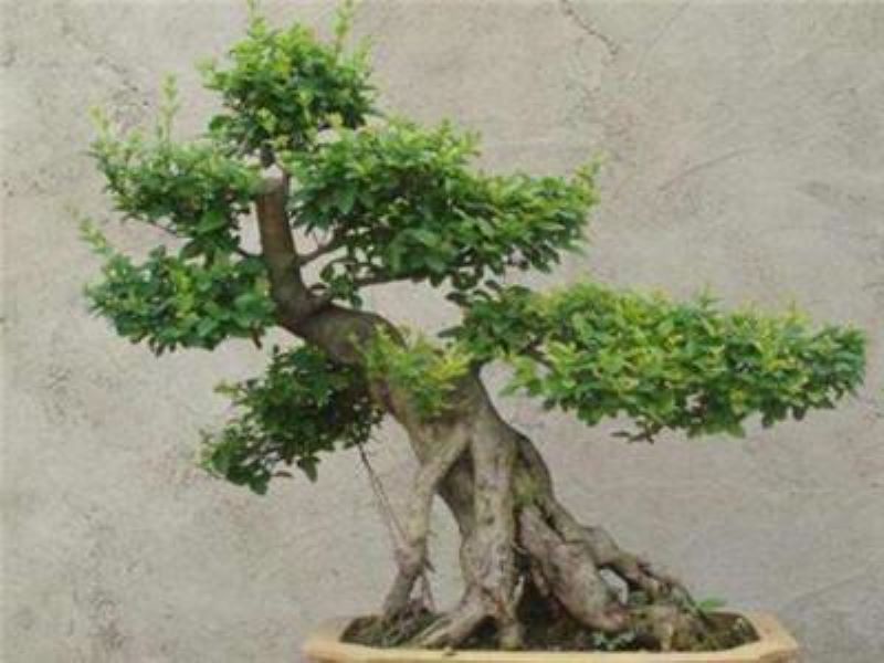 冬青什么时候种植「冬青什么时候种植成活率高」
