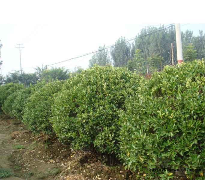 冬青球怎么种植方法「冬青球怎么种植方法视频」