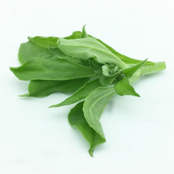 冰草怎么种植时间「冰草怎么种植时间长」