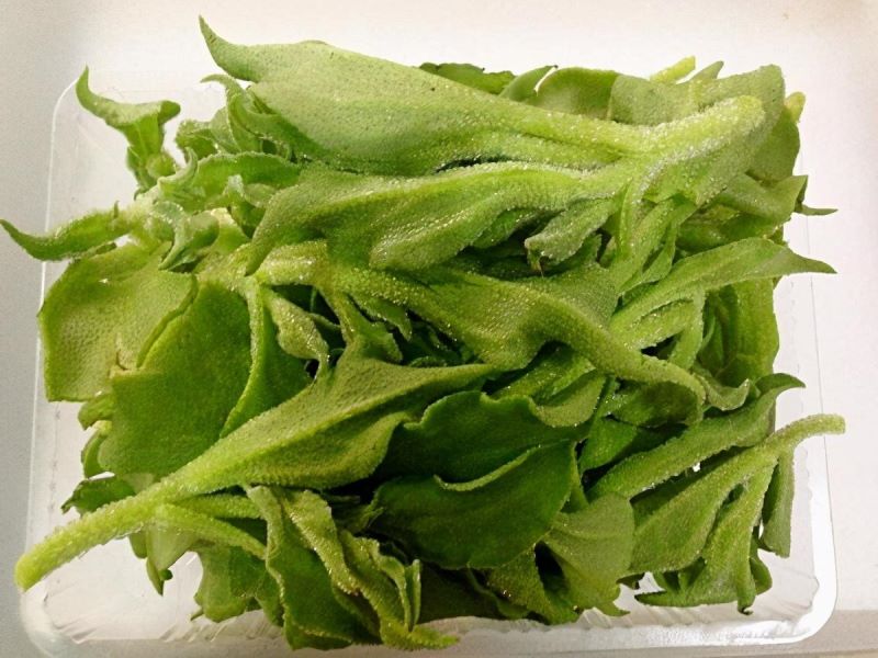 冰草怎么种植时间「冰草怎么种植时间长」