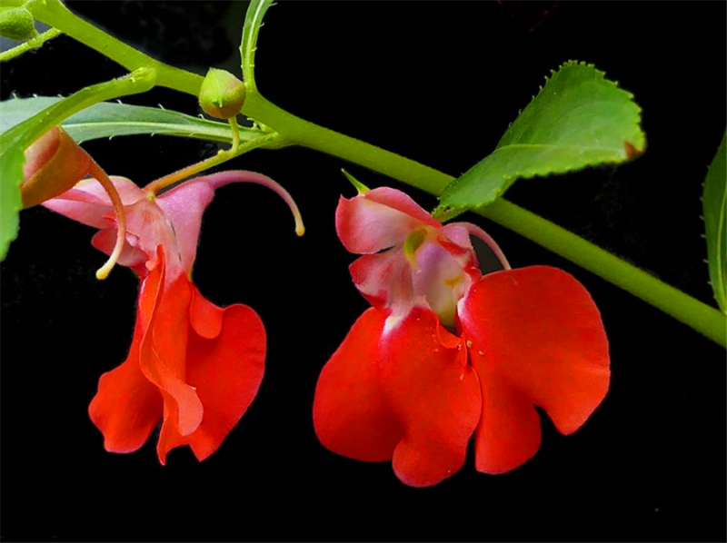 凤仙花一年开几次花「重瓣凤仙花一年开几次花」