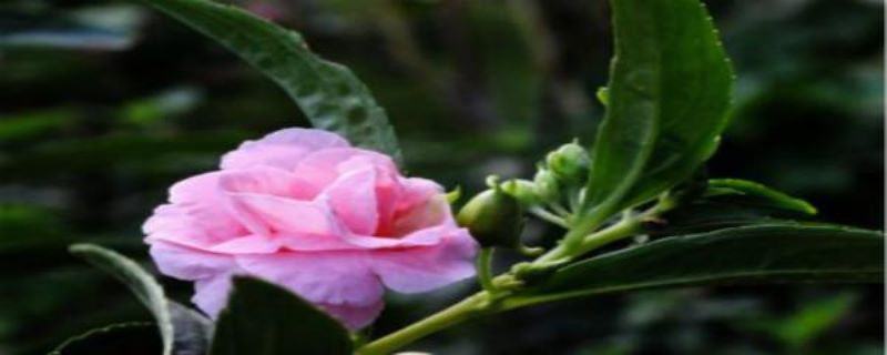 凤仙花夏天怎么养「凤仙花夏天怎么养护」