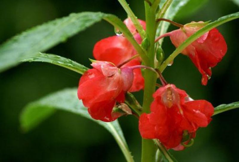 凤仙花夏天怎么养「凤仙花夏天怎么养护」