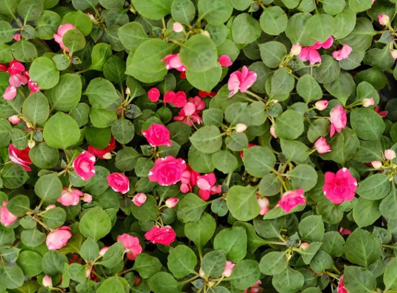 凤仙花怎么种「凤仙花怎么种植方法」_2