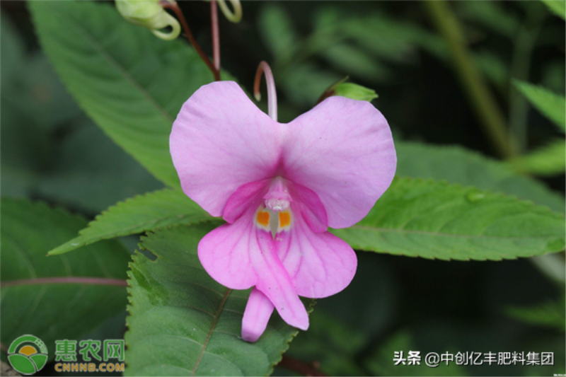 凤仙花的播种方法有哪些「凤仙花的播种方法有哪些呢」