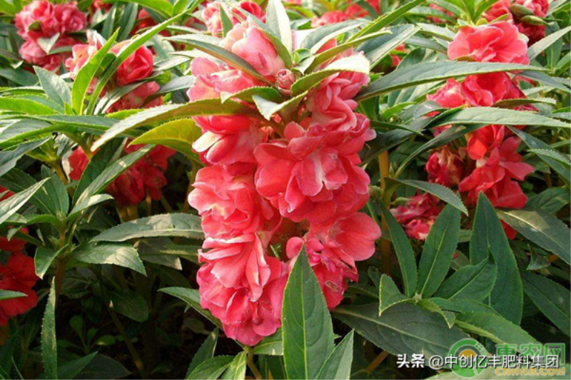 凤仙花的播种方法有哪些「凤仙花的播种方法有哪些呢」