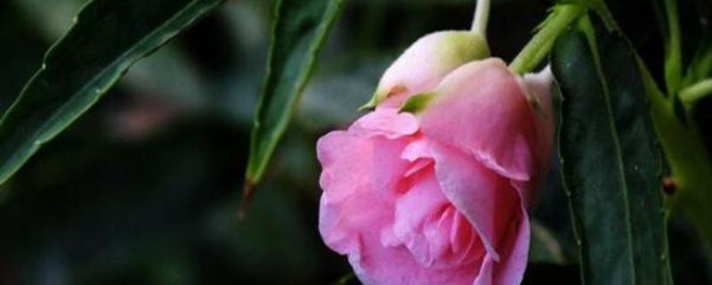 凤仙花的种子怎么养「凤仙花的种子怎么养活」