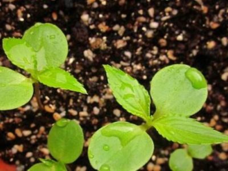 凤仙花的种子怎么养「凤仙花的种子怎么养活」