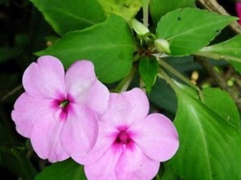 凤仙花的种子怎么养「凤仙花的种子怎么养活」