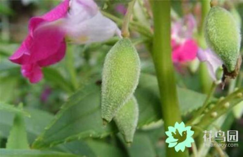 凤仙花的花期是几月份「凤仙花一年开几次花」