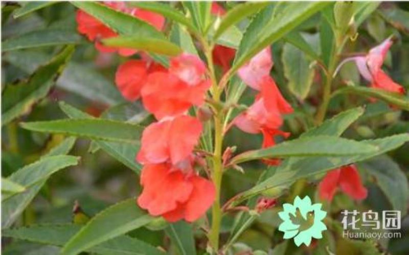 凤仙花的花期是几月份「凤仙花一年开几次花」