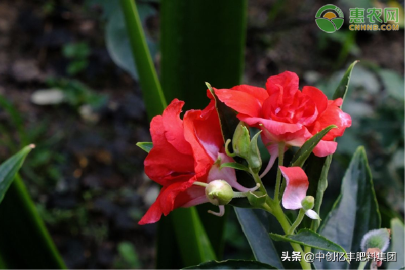 凤仙花种子怎么种「凤仙花种子怎么种植」_2
