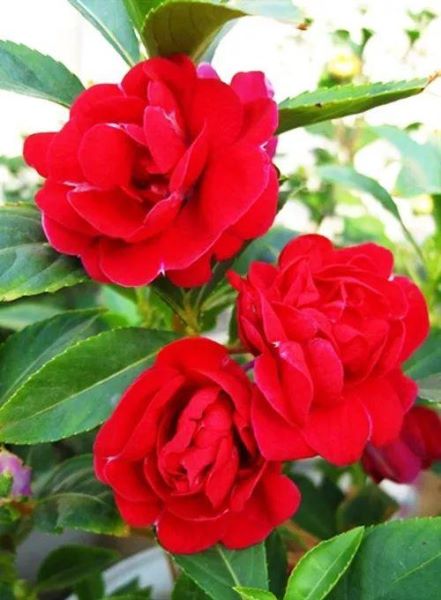 凤仙花种子要泡多久「凤仙花种子要泡多久才能种」
