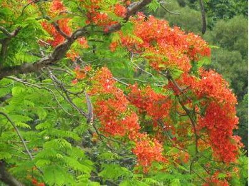 凤凰花什么季节开「凤凰花什么季节开放」_1